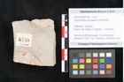 Foto (Objekt + Etikett) von Glyptostrobus europaeus Brongniart (NHMW-GEO-2024-0188-6759)